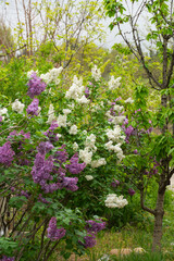 Obraz premium Purple and White Lilac Blossoms in Spring Garden