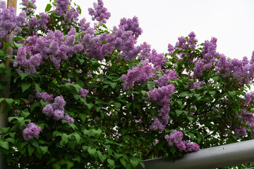 Obraz premium Blooming Purple Lilac Flowers in Spring Garden