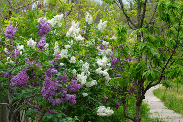 Obraz premium Purple and White Lilac Blossoms in Spring Garden