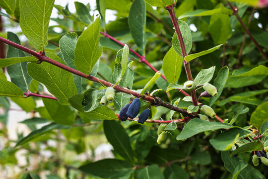 honeysuckle berries, blue berries on a branch. ripening honeysuckle fruits on a bush