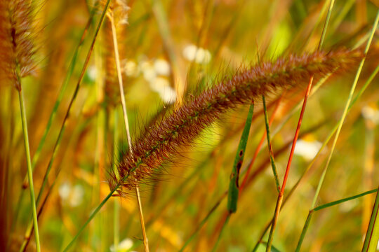 Bristly Deenanath Grass Spikelet Macro Close-Up Detail