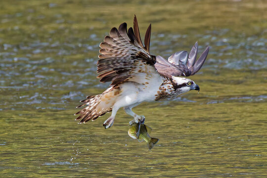 ブラックバスを捕まえたミサゴ(Osprey)