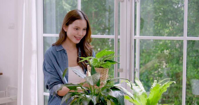 Young Asian woman stands by window, leans over potted plant, pours water near soil, arranges leaf, maintaining green indoor garden corner in bright minimalist apartment during weekend care routine