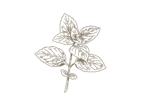 Vintage Mint Branch, Hand Drawn Engraving Style Botanical Illustration