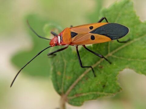 Brightly colored insect known as Dysdercus cingulatus or red cotton stainer is a species of true bug in the family Pyrrhocoridae. Perched on green leaf, highlighting entomological detail and beauty