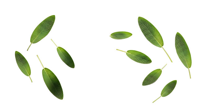 Fresh green sage leaves scattered and isolated on a transparent background, highlighting natural texture and vibrant color.