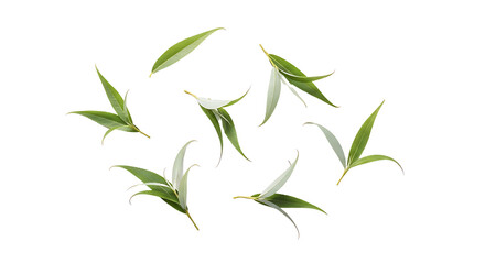 Fototapeta premium Fresh green willow leaves scattered, isolated on a transparent background, showcasing natural organic elements.