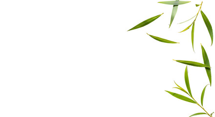 Naklejka premium Fresh green willow leaves and a small branch with foliage arranged on a transparent background, creating a natural organic design