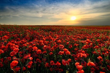 Obraz premium Beautiful summer sunset over poppy field