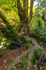 Fototapeta premium Rainy forest in Mtirala National Park, protected natural area in Adjara, Georgia