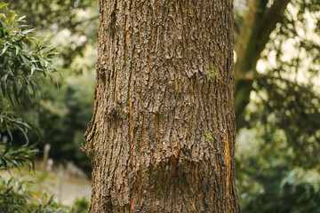 Fototapeta premium Rough tree bark closeup in natural sunlight