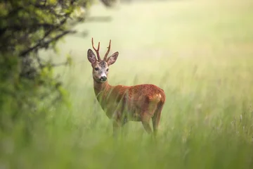 Fototapeten Rehe roe deer in the grass  © Lena