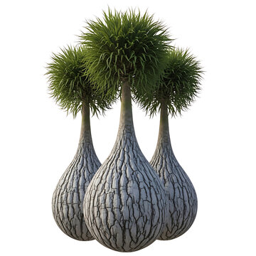 Three rendered Ponytail Palm trees with bulbous cracked trunks and spiky green foliage, digitally isolated on a transparent background