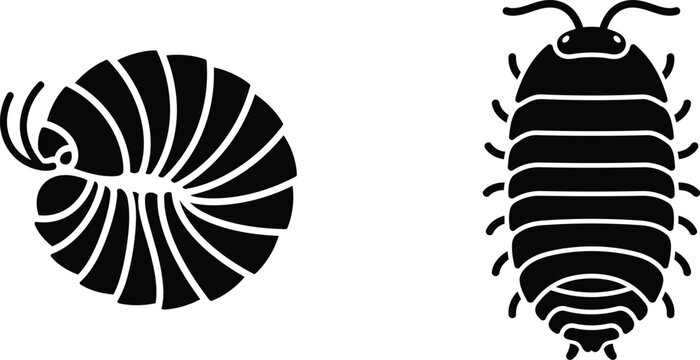 black and white illustration of nautilus and pill bug  simple animal designs