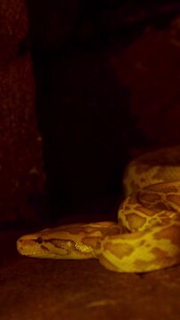 Golden python snake slithering in the dark