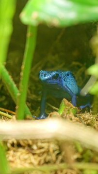 Blue poison dart frog standing still in a green jungle habitat