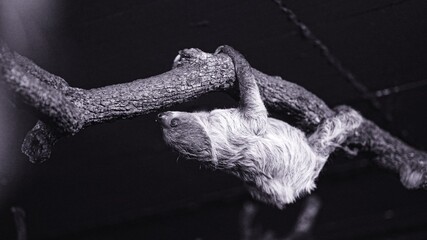 Fototapeta premium Sloth hanging from tree branch in nature