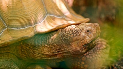 Obraz premium African spurred tortoise close up outdoors enjoying nature
