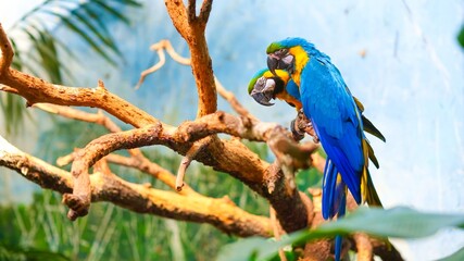 Obraz premium Pair of blue and yellow macaws perched on tree branch