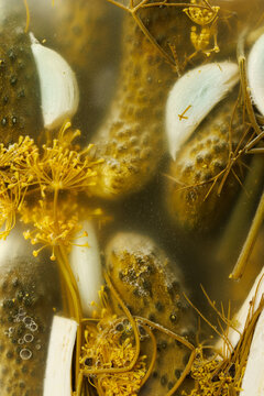 Close-up of fermenting dill cucumbers with addition garlic and horseradish. Traditional method of preservation vegetables.