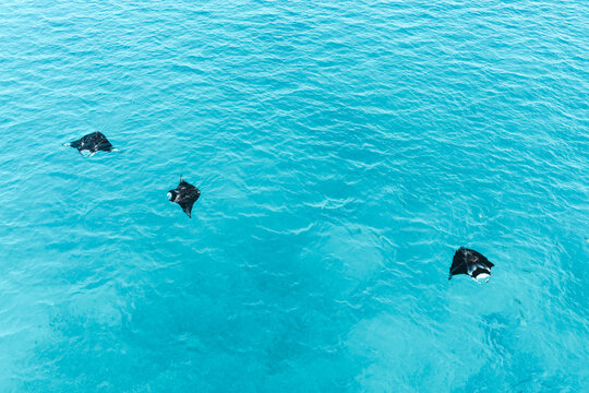 Aerial view of three manta rays swimming in the clear turquoise waters of the Indian Ocean near Vashafaru, Haa Alif Atoll, Maldives.