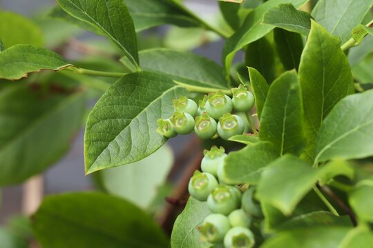 収穫前の青いブルーベリー。初夏の果樹や家庭菜園、農園、自然をイメージした写真素材。