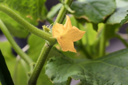 黄色い花と実をつけ始めたキュウリ。家庭菜園や野菜栽培、夏野菜の成長をイメージした写真素材。