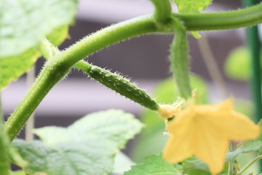 黄色い花と実をつけ始めたキュウリ。家庭菜園や野菜栽培、夏野菜の成長をイメージした写真素材。