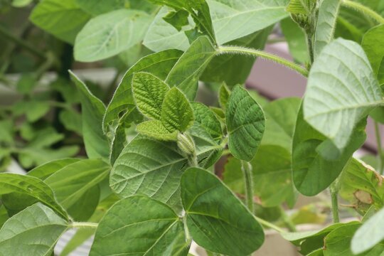 家庭菜園で育つ枝豆の若葉。野菜栽培や植物の成長をイメージした写真素材。