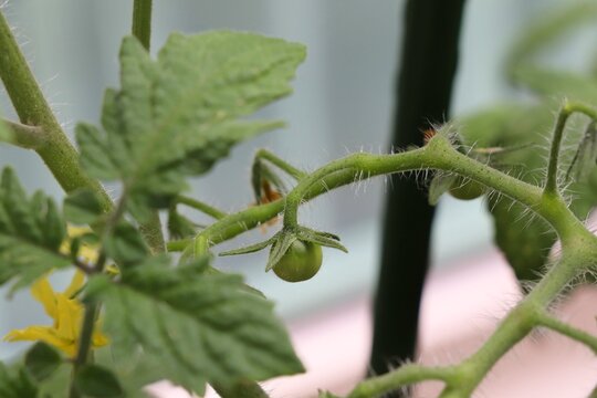 実がつき始めたミニトマト。家庭菜園や夏野菜、野菜栽培の成長をイメージした写真素材。