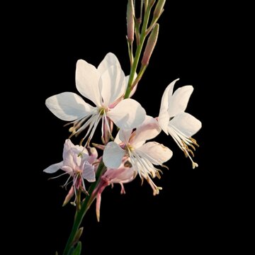 Elegant macro photograph of white gaura bee blossom flowers in full bloom with soft pink details and a vibrant magenta blurred background.