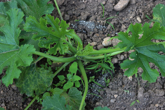 Top view of Zucchini plant growing in the vegetable garden with gray organic granular fertilizer on the ground. Cucurbita pepo