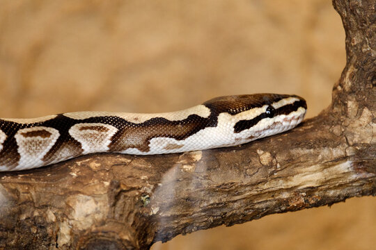 Ball python snake resting on tree branch