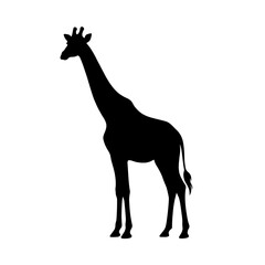 Fototapeta premium Black silhouette giraffe, giraffe icon, animal symbol, wildlife emblem isolated on White Background