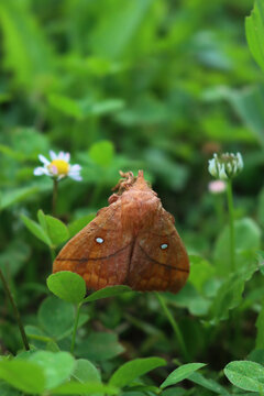 Odonestis pruni, also known as the plum lappet moth or the plum eggar, on a white clover flower in the field