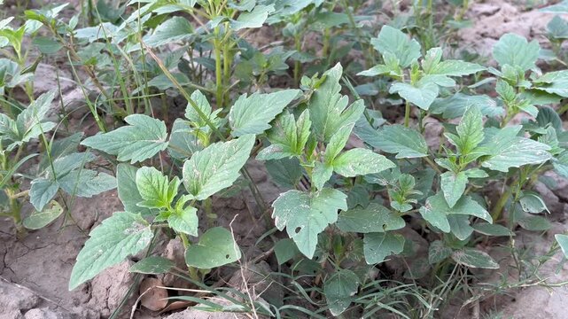Sesame leaves in fileds 