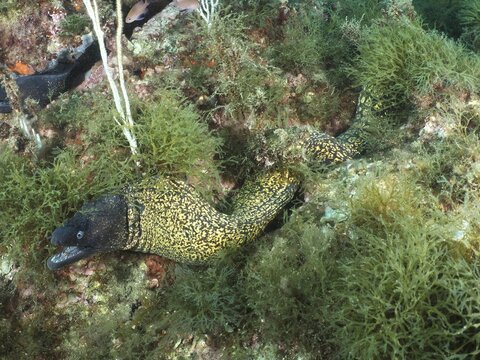Mediterranean moray eel (Muraena helena) amongst green algae and rocks, dive site: Cap de Creus Marine Reserve, Rosas, Costa Brava, Spain, Mediterranean Sea