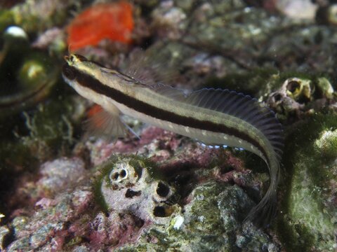 Long-striped blenny (Parablennius rouxi) resting on the reef, dive site: Cap de Creus Marine Reserve, Rosas, Costa Brava, Spain, Mediterranean Sea