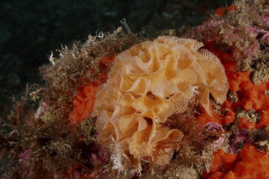 Neptune's veil (Reteporella grimaldii) (Reteporella septentrionalis), bryozoans, with intricate structures and vibrant colours, dive site: Cap de Creus Marine Protected Area, Rosas, Costa Brava, Spain, Mediterranean Sea