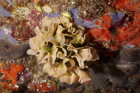 Neptune's veil (Reteporella grimaldii) (Reteporella septentrionalis), bryozoan, on a colourful reef at the Cap de Creus Marine Reserve, Rosas, Costa Brava, Spain, Mediterranean Sea