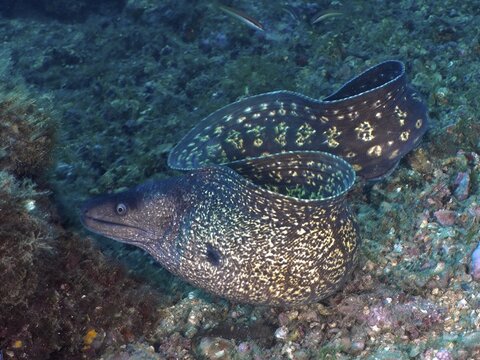 A Mediterranean moray eel (Muraena helena) swimming over a rocky seabed, dive site: Cap de Creus Marine Reserve, Rosas, Costa Brava, Spain, Mediterranean Sea