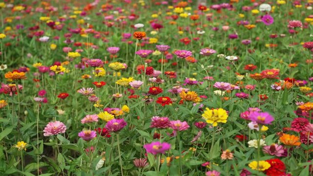 Field of colorful zinnia flowers in bloom