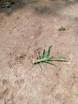 The plant in this image is identified as Eleusine indica