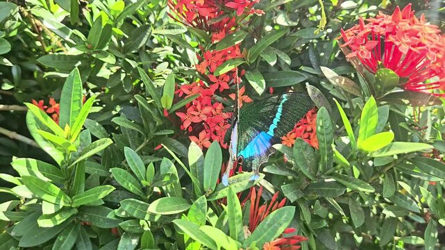 Paris Peacock butterfly Papilio paris feeding on nectar from vibrant red Ixora flowers in a tropical garden. The butterfly's iridescent blue-green wings shimmer in natural sunlight