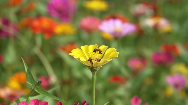Honey bee pollinating a zinnia flower in a garden