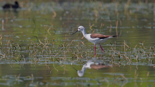 A black winged stilt foraging in marshy wetland under natural daylight.