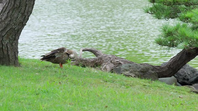 A wild duck preening its feathers by the riverbank