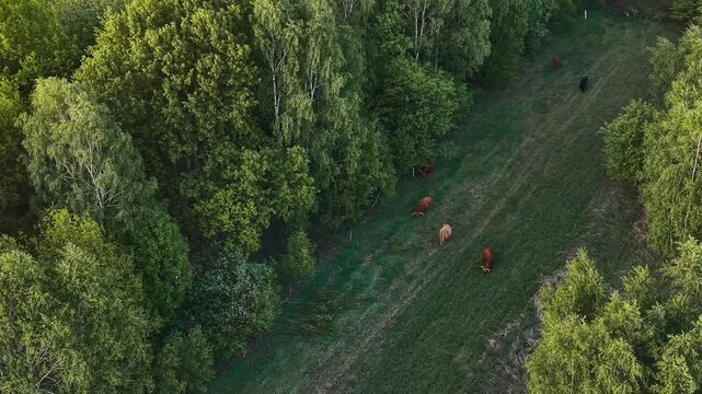 Rural drone view of cow herd amid rolling meadow