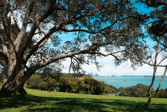 Auckland, New Zealand: massive trunk of mature Metrosideros excelsa tree frames distant ocean coast and downtown city skyline at Bastion Point park.
