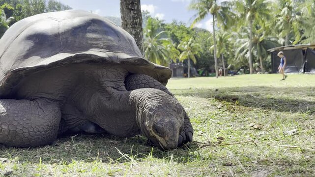 Seychelles giant tortoise eating grass with palm trees in background. Close up